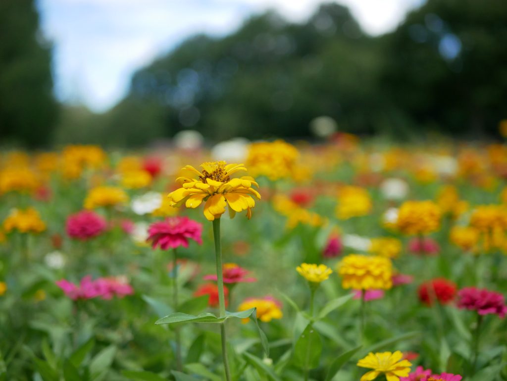 ブルーメの丘の花畑に咲く黄色やピンクの季節の花