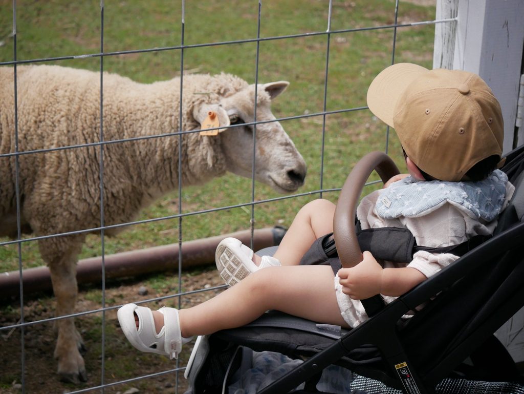 ベビーカーの1歳児が柵越しに羊を近くで見ている様子