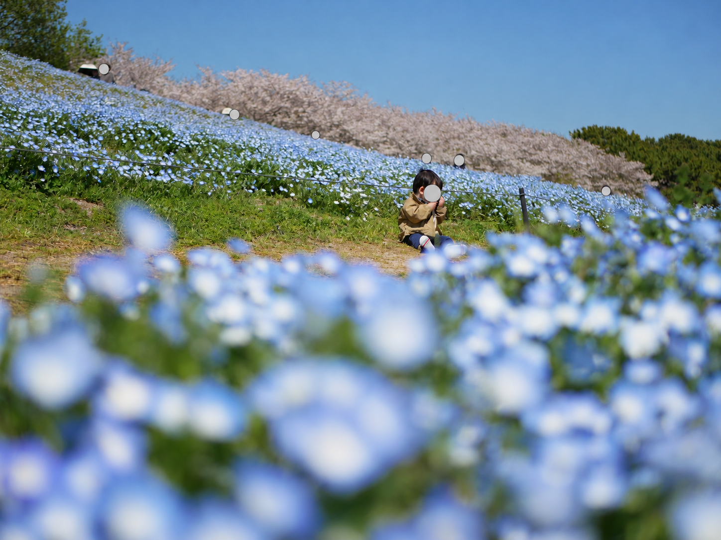 手前のネモフィラをぼかして撮った花畑と子ども。顔は非表示。